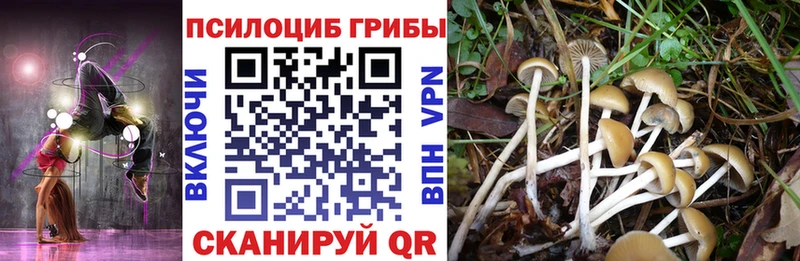 Псилоцибиновые грибы Psilocybine cubensis  Саянск 